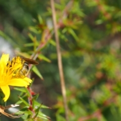 Lasioglossum (Chilalictus) sp. (genus & subgenus) at Griffith Woodland (GRW) - 28 Jan 2024