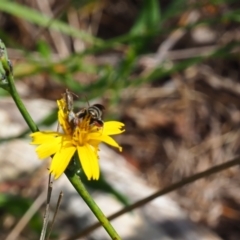 Lasioglossum (Chilalictus) sp. (genus & subgenus) (Halictid bee) at Griffith, ACT - 28 Jan 2024 by JodieR