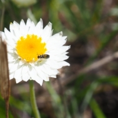 Dasytinae (subfamily) (Soft-winged flower beetle) at Griffith Woodland (GRW) - 28 Jan 2024 by JodieR