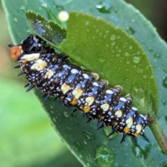 Papilio anactus (Dainty Swallowtail) at Lions Youth Haven - Westwood Farm A.C.T. - 29 Jan 2024 by HelenCross