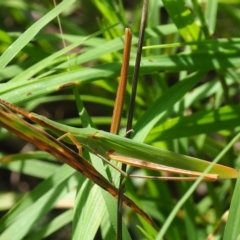 Acrida conica (Giant green slantface) at Griffith Woodland (GRW) - 28 Jan 2024 by JodieR