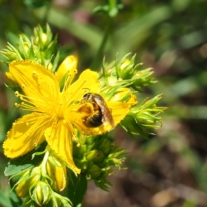 Lasioglossum (Chilalictus) sp. (genus & subgenus) at Griffith Woodland (GRW) - 28 Jan 2024