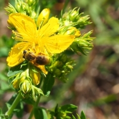 Lasioglossum (Chilalictus) sp. (genus & subgenus) at Griffith Woodland (GRW) - 28 Jan 2024