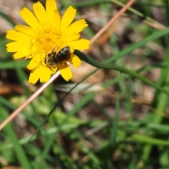 Lasioglossum (Chilalictus) sp. (genus & subgenus) (Halictid bee) at Griffith, ACT - 28 Jan 2024 by JodieR