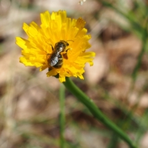 Lasioglossum (Chilalictus) sp. (genus & subgenus) at Undefined Area - 28 Jan 2024 11:32 AM