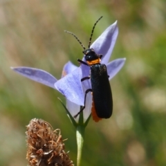 Chauliognathus lugubris (Plague Soldier Beetle) at Griffith Woodland (GRW) - 28 Jan 2024 by JodieR