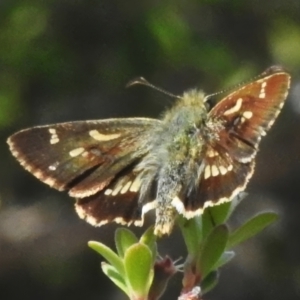 Dispar compacta at Namadgi National Park - 28 Jan 2024