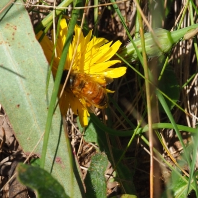 Apis mellifera (European honey bee) at Griffith Woodland (GRW) - 28 Jan 2024 by JodieR