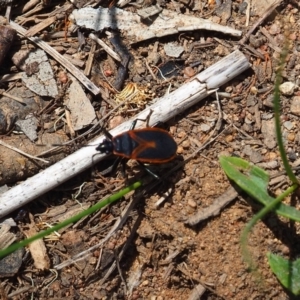 Dindymus circumcinctus at Griffith Woodland (GRW) - 28 Jan 2024