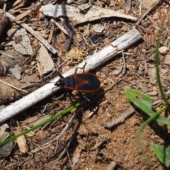 Agonoscelis rutila (Horehound bug) at Griffith Woodland (GRW) - 28 Jan 2024 by JodieR