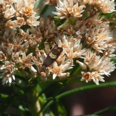 Grapholita zapyrana (A tortrix moth) at Griffith Woodland - 28 Jan 2024 by JodieR