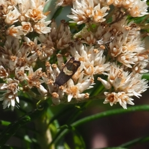 Grapholita zapyrana at Griffith Woodland (GRW) - 28 Jan 2024