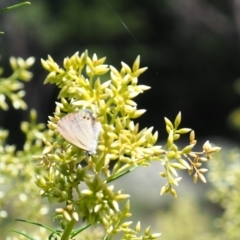 Nacaduba biocellata (Two-spotted Line-Blue) at Griffith, ACT - 28 Jan 2024 by JodieR