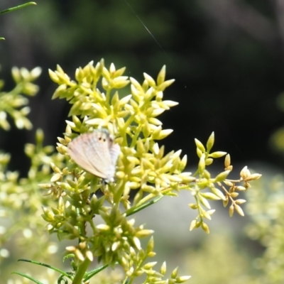 Nacaduba biocellata (Two-spotted Line-Blue) at Griffith Woodland - 28 Jan 2024 by JodieR