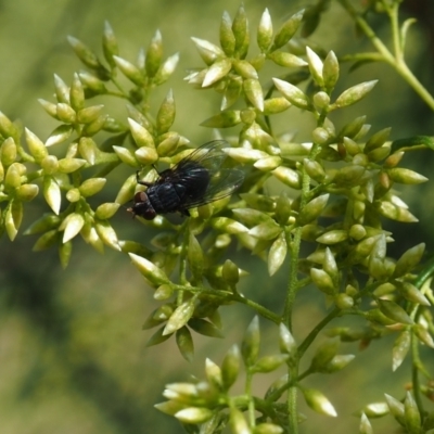 Muscidae (family) (Unidentified muscid fly) at Griffith Woodland (GRW) - 28 Jan 2024 by JodieR