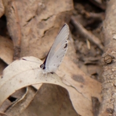 Candalides xanthospilos (Yellow-spotted Blue) at Colo Vale, NSW - 24 Jan 2024 by Curiosity