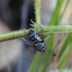 Calliphora vicina (European bluebottle) at Griffith, ACT - 28 Jan 2024 by JodieR