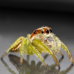 Opisthoncus sp. (genus) (Unidentified Opisthoncus jumping spider) at Jerrabomberra, NSW - 25 Jan 2024 by MarkT