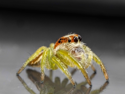 Opisthoncus sp. (genus) (Unidentified Opisthoncus jumping spider) at Jerrabomberra, NSW - 25 Jan 2024 by MarkT