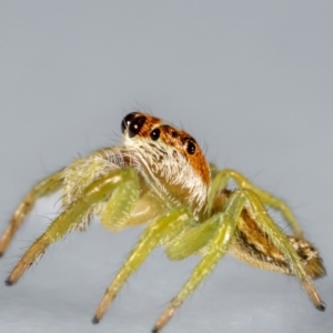 Opisthoncus sp. (genus) at Jerrabomberra, NSW - 25 Jan 2024