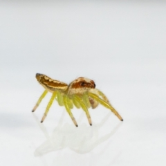 Opisthoncus sp. (genus) at Jerrabomberra, NSW - 25 Jan 2024