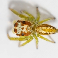 Opisthoncus sp. (genus) at Jerrabomberra, NSW - 25 Jan 2024