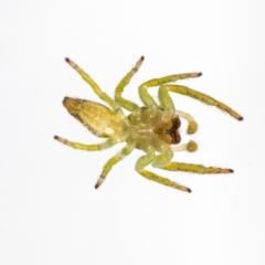Opisthoncus sp. (genus) at Jerrabomberra, NSW - suppressed