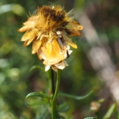 Unidentified Parasitic wasp (numerous families) at Griffith Woodland (GRW) - 28 Jan 2024 by JodieR