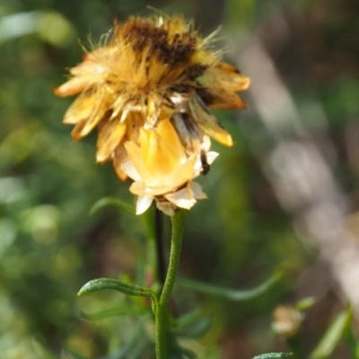 Chalcidoidea (superfamily) at Griffith Woodland - 28 Jan 2024 by JodieR