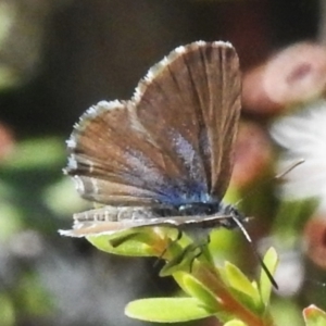 Theclinesthes serpentata at Namadgi National Park - 28 Jan 2024