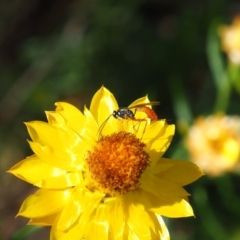 Ichneumonoidea (Superfamily) (A species of parasitic wasp) at Griffith Woodland - 28 Jan 2024 by JodieR