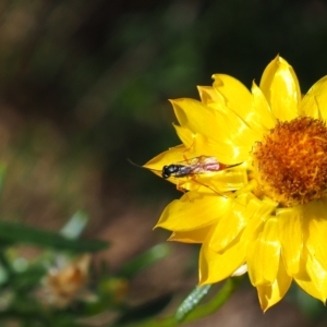 Ichneumonoidea (Superfamily) at Griffith Woodland (GRW) - 28 Jan 2024