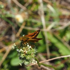 Ocybadistes walkeri at Griffith Woodland (GRW) - 28 Jan 2024