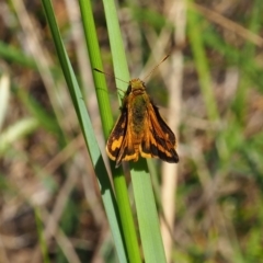 Ocybadistes walkeri at Griffith Woodland (GRW) - 28 Jan 2024