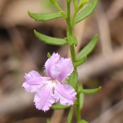 Coopernookia barbata (Purple Coopernookia) at Colo Vale, NSW - 24 Jan 2024 by Curiosity