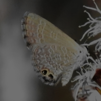 Nacaduba biocellata (Two-spotted Line-Blue) at Booth, ACT - 28 Jan 2024 by JohnBundock