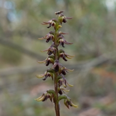 Unidentified Orchid at Sassafras, NSW - 28 Jan 2024 by RobG1