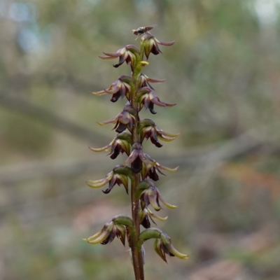 Corunastylis rufa at Sassafras, NSW - 28 Jan 2024 by RobG1