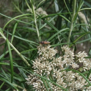 Gminatus australis at Griffith Woodland (GRW) - 10 Jan 2024