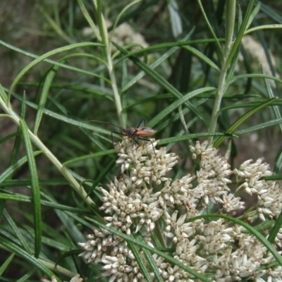 Gminatus australis (Orange assassin bug) at Griffith Woodland - 9 Jan 2024 by BrendanG