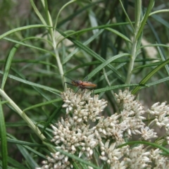 Gminatus australis at Griffith Woodland (GRW) - 10 Jan 2024