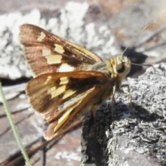 Trapezites eliena (Orange Ochre) at Booth, ACT - 28 Jan 2024 by JohnBundock