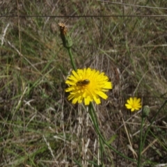 Lasioglossum (Chilalictus) sp. (genus & subgenus) (Halictid bee) at Griffith, ACT - 10 Jan 2024 by BrendanG