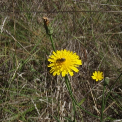 Lasioglossum (Chilalictus) sp. (genus & subgenus) (Halictid bee) at Griffith Woodland (GRW) - 10 Jan 2024 by BrendanG