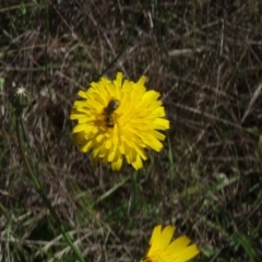 Lasioglossum (Chilalictus) sp. (genus & subgenus) at Griffith Woodland (GRW) - 10 Jan 2024