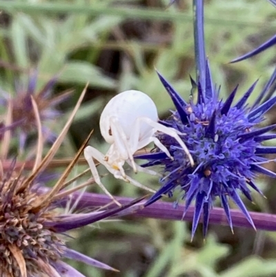 Thomisus spectabilis (Spectacular Crab Spider) at Yarralumla, ACT - 25 Jan 2024 by NickiTaws