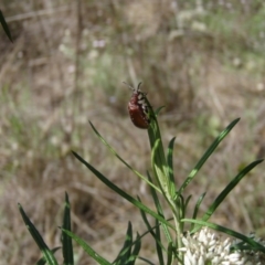 Ecnolagria grandis (Honeybrown beetle) at Griffith Woodland (GRW) - 10 Jan 2024 by BrendanG