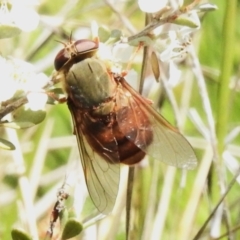 Unidentified March or Horse fly (Tabanidae) at Namadgi National Park - 28 Jan 2024 by JohnBundock