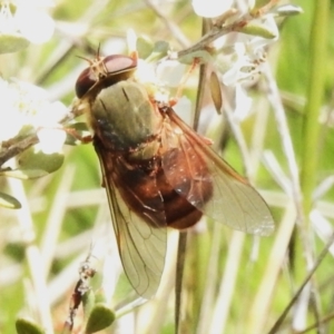 Tabanidae (family) at Namadgi National Park - 28 Jan 2024