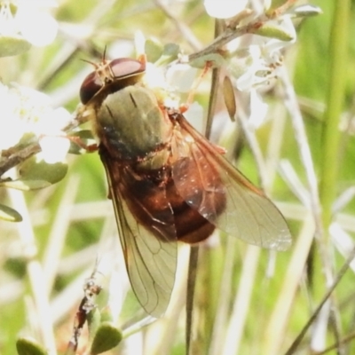 Unidentified March or Horse fly (Tabanidae) at Namadgi National Park - 28 Jan 2024 by JohnBundock